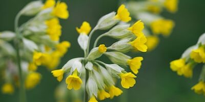 Veri Analisti Eğitimi: Maaş ve İstihdam Trendleri