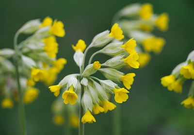 Veri Analisti Eğitimi: Maaş ve İstihdam Trendleri Veri Analisti Eğitimi: Maaş ve İstihdam Trendleri