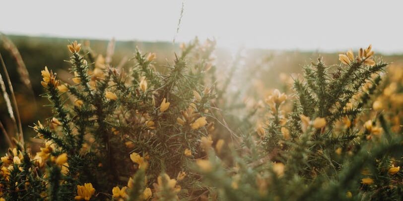 Yurt Dışında Üniversite Eğitimi İle Kariyer Olanakları
